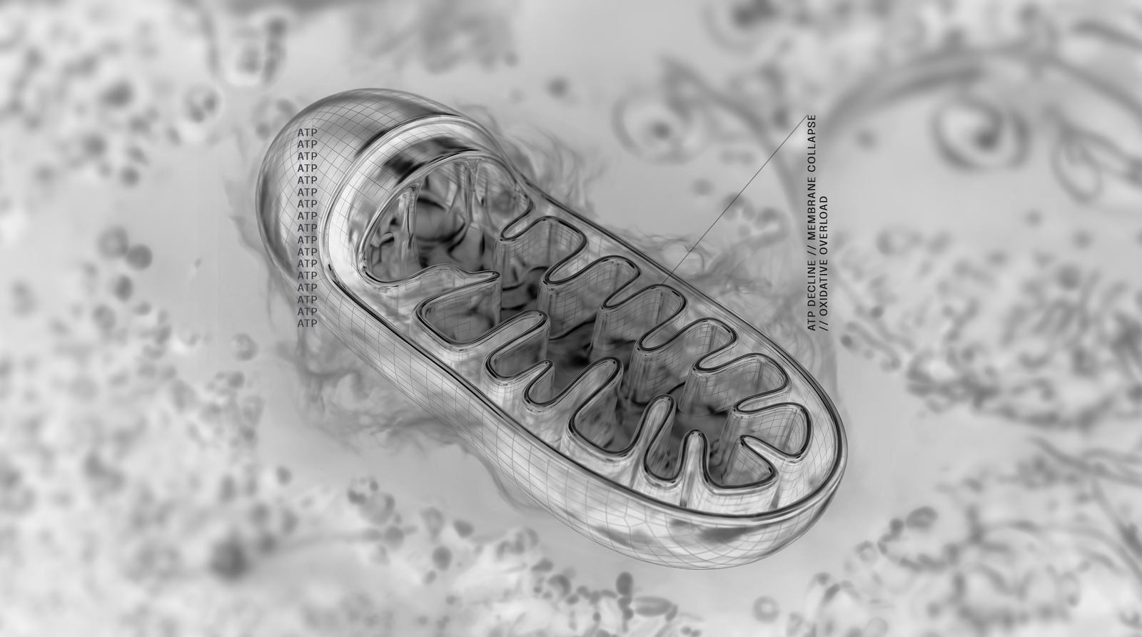 What Mitochondria Do For Your Skin
