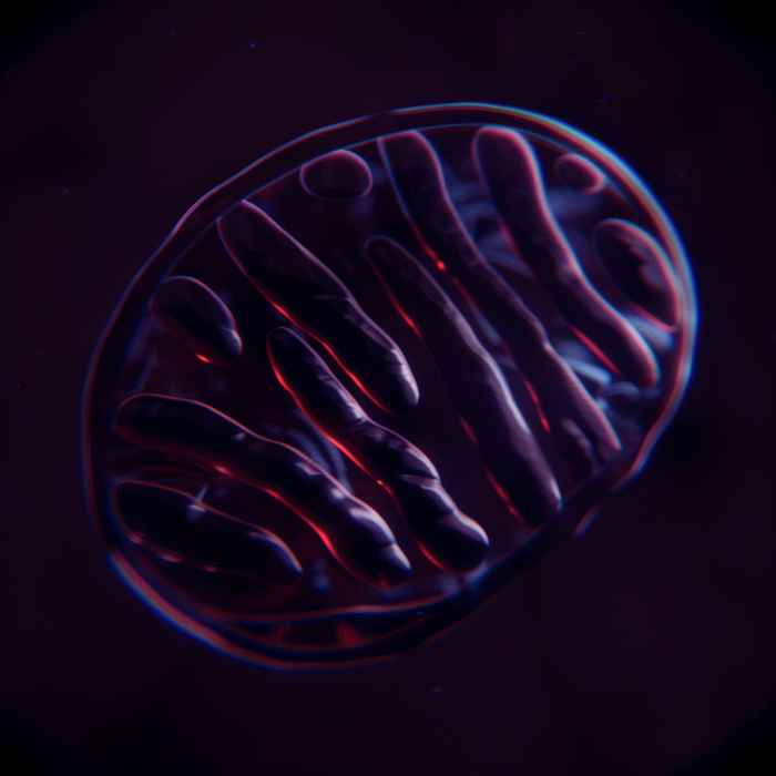 Mitochondrial Stimulation